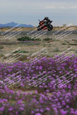 media/Jan-14-2023-SoCal Trackdays (Sat) [[497694156f]]/Turn 14 Exit Bloomig (145pm)/